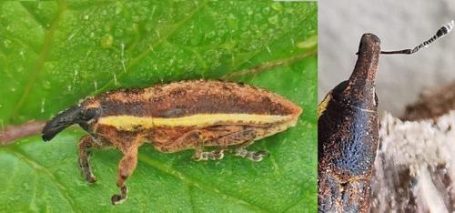 Réf. 336 320 : Lixus sp.